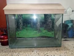 Fish aquarium