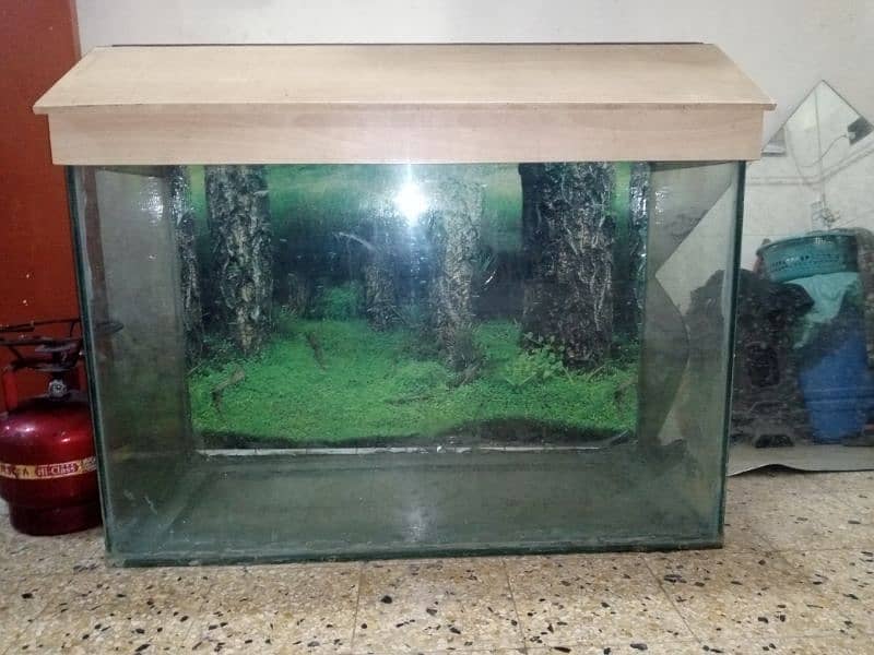 Fish aquarium 0