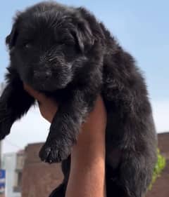 black german shepherd puppies