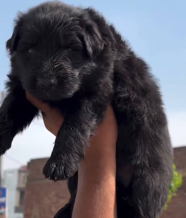 black german shepherd puppies 0