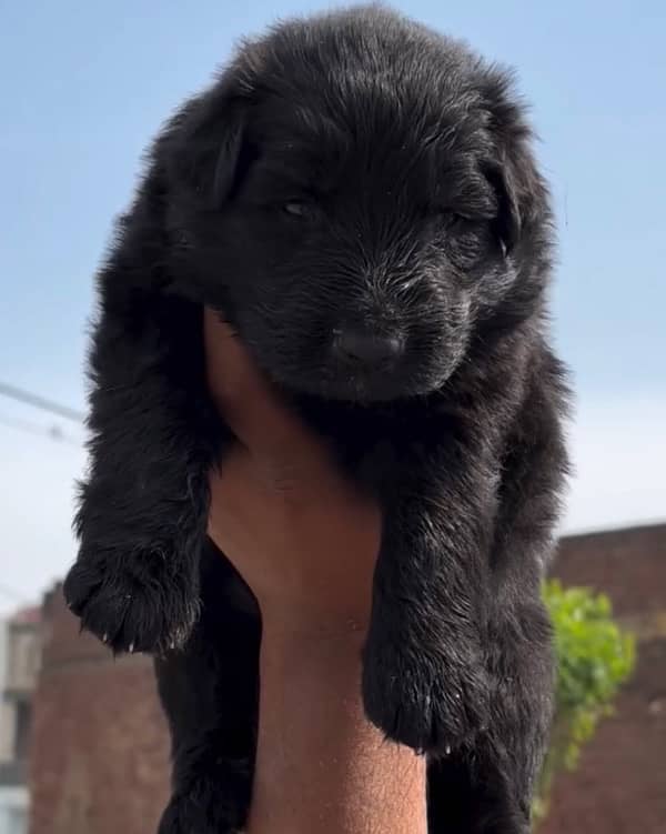 black german shepherd puppies 1