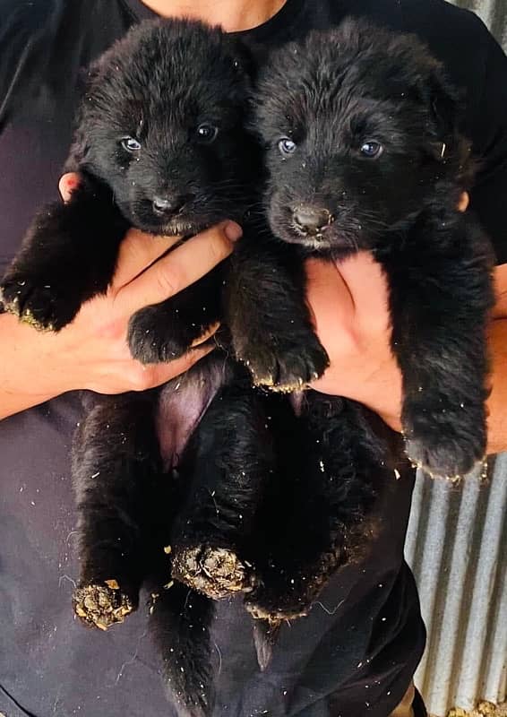 black german shepherd puppies 2