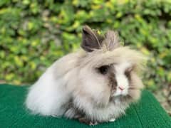 Imported/Rabbits/Holland/Fuzzy/Lop/TeddyBear/Lionhead/Dwarf