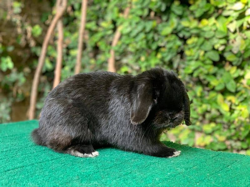 Imported/Rabbits/Holland/Fuzzy/Lop/TeddyBear/Lionhead/Dwarf 1