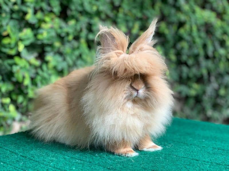 Imported/Rabbits/Holland/Fuzzy/Lop/TeddyBear/Lionhead/Dwarf 2