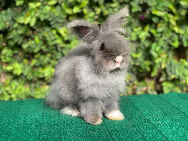 Imported/Rabbits/Holland/Fuzzy/Lop/TeddyBear/Lionhead/Dwarf 3