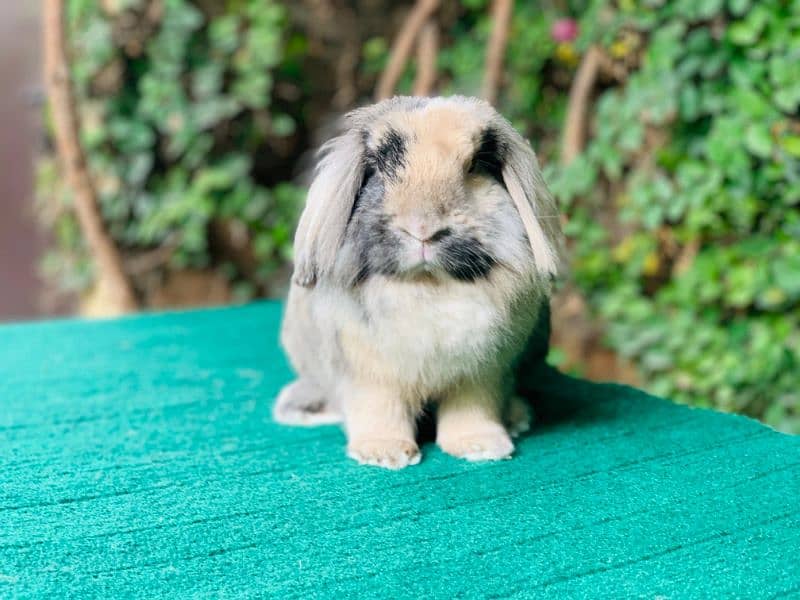 Imported/Rabbits/Holland/Fuzzy/Lop/TeddyBear/Lionhead/Dwarf 4