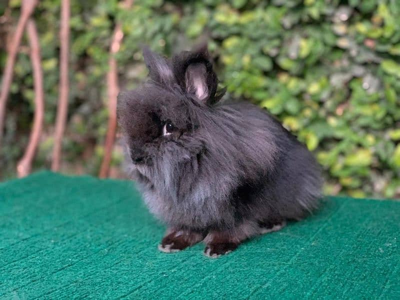 Imported/Rabbits/Holland/Fuzzy/Lop/TeddyBear/Lionhead/Dwarf 5