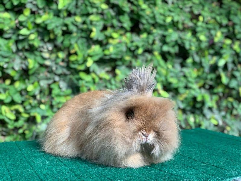 Imported/Rabbits/Holland/Fuzzy/Lop/TeddyBear/Lionhead/Dwarf 6