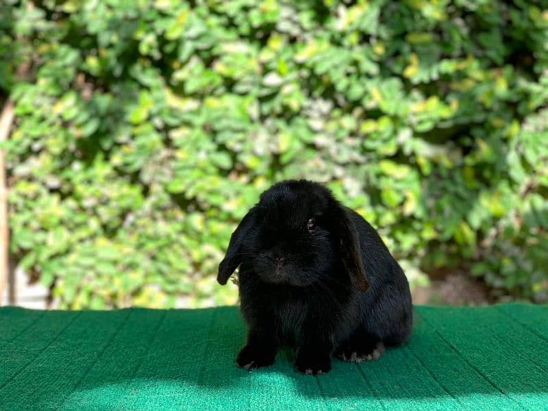 Imported/Rabbits/Holland/Fuzzy/Lop/TeddyBear/Lionhead/Dwarf 7