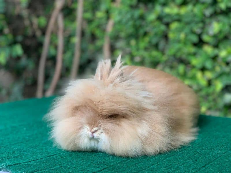 Imported/Rabbits/Holland/Fuzzy/Lop/TeddyBear/Lionhead/Dwarf 8