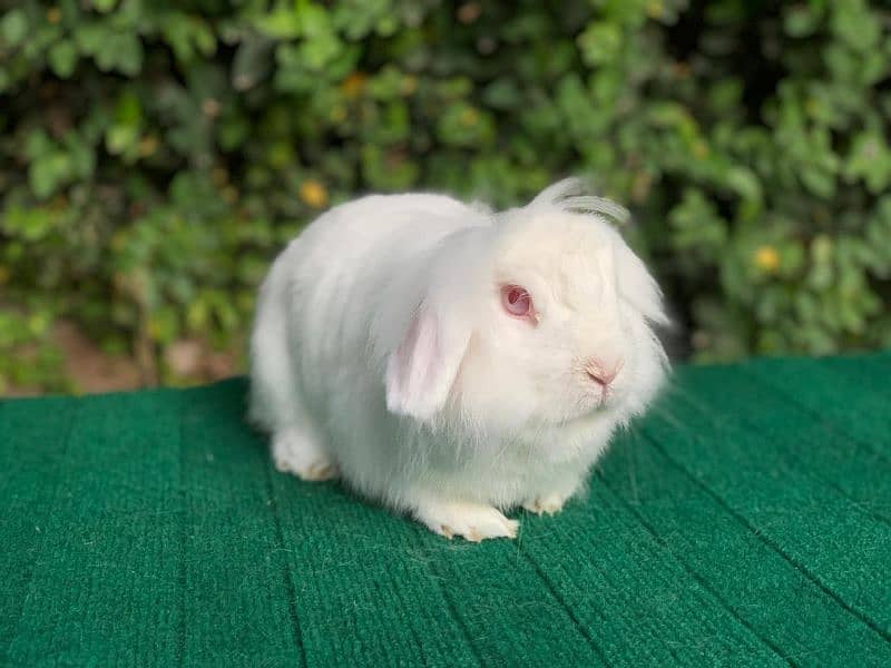 Imported/Rabbits/Holland/Fuzzy/Lop/TeddyBear/Lionhead/Dwarf 9