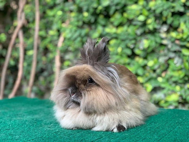 Imported/Rabbits/Holland/Fuzzy/Lop/TeddyBear/Lionhead/Dwarf 10