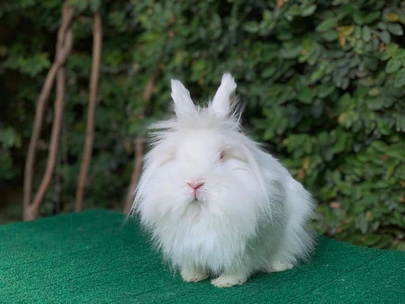 Imported/Rabbits/Holland/Fuzzy/Lop/TeddyBear/Lionhead/Dwarf 11