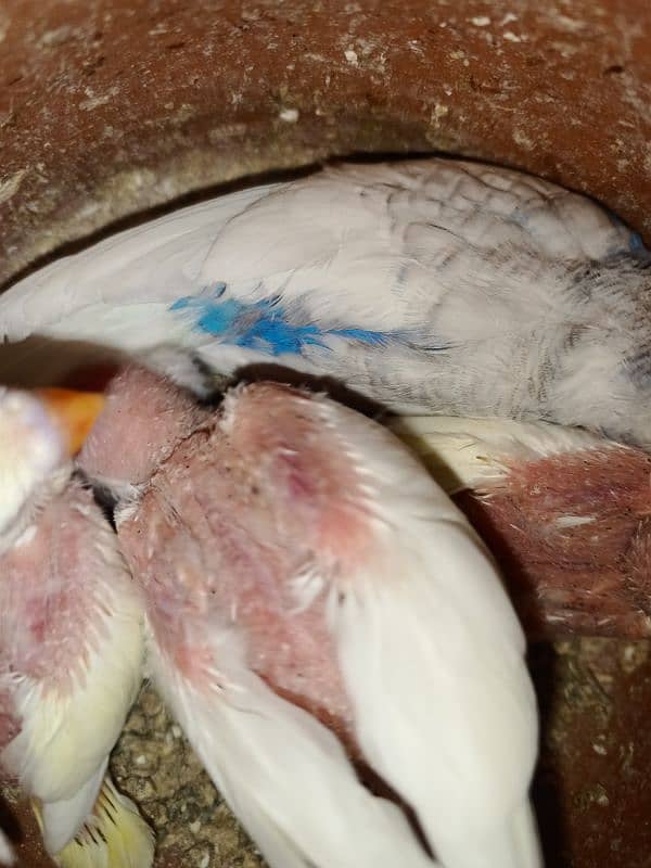 Australian parrots sath bara cage size 2.5 by 2.0 hight 6 ft 8