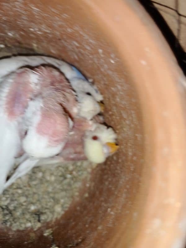 Australian parrots sath 1 bara cage size 2.5 by 2.0 hight 6. ft 8