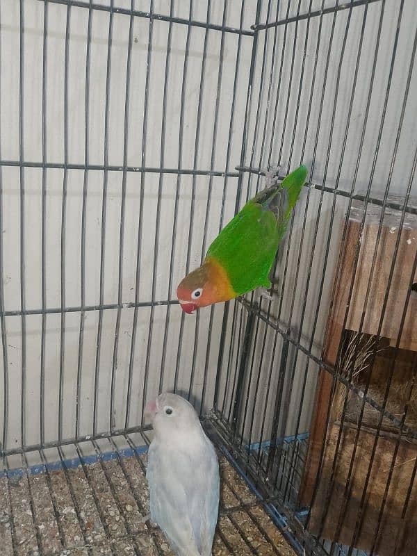 3 PAIRS OF EXPORT QUALITY LOVEBIRDS 1