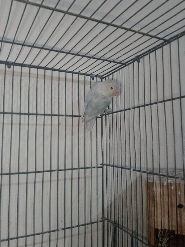 3 PAIRS OF EXPORT QUALITY LOVEBIRDS 2