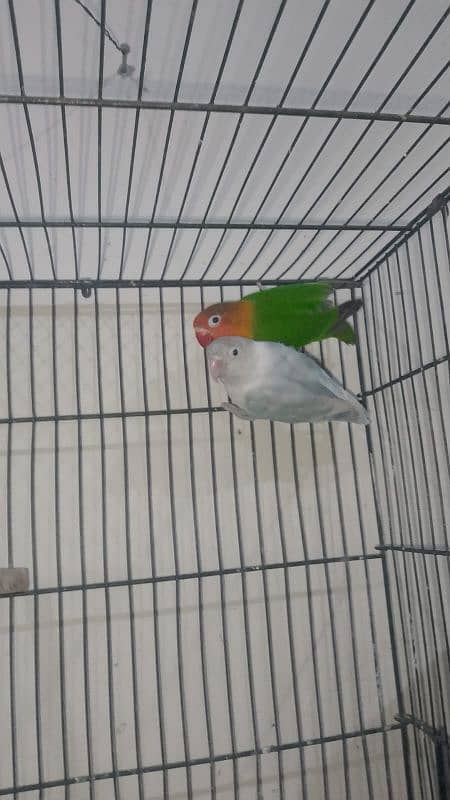 3 PAIRS OF EXPORT QUALITY LOVEBIRDS 3