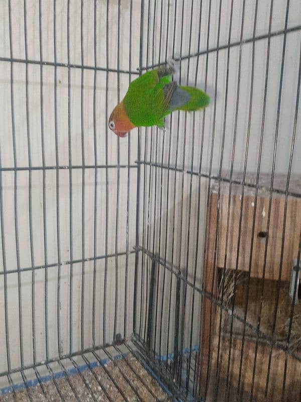 3 PAIRS OF EXPORT QUALITY LOVEBIRDS 4