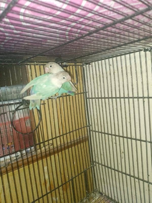 3 PAIRS OF EXPORT QUALITY LOVEBIRDS 5