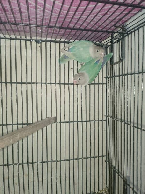 3 PAIRS OF EXPORT QUALITY LOVEBIRDS 8