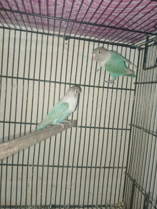 3 PAIRS OF EXPORT QUALITY LOVEBIRDS 10