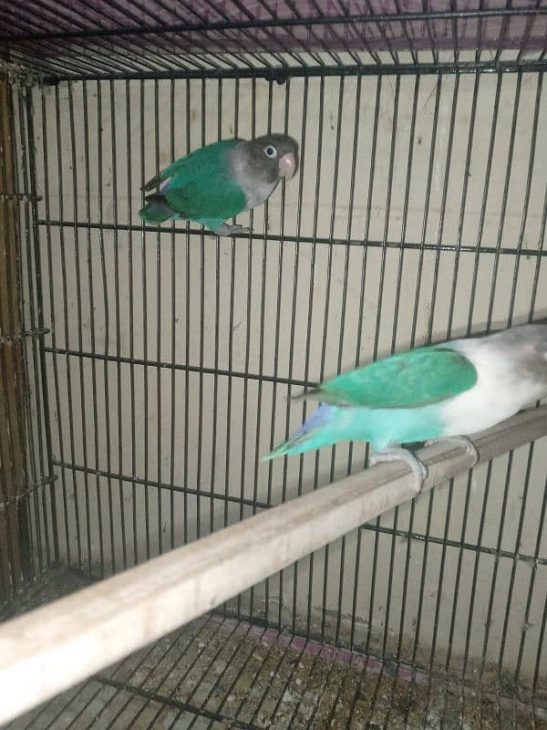 3 PAIRS OF EXPORT QUALITY LOVEBIRDS 12