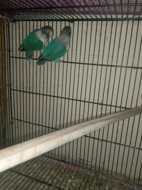 3 PAIRS OF EXPORT QUALITY LOVEBIRDS 13