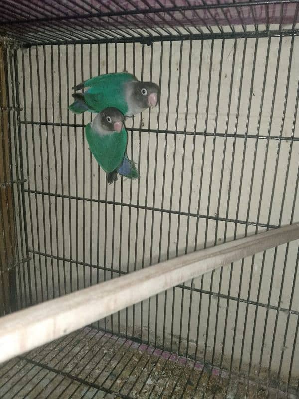 3 PAIRS OF EXPORT QUALITY LOVEBIRDS 14