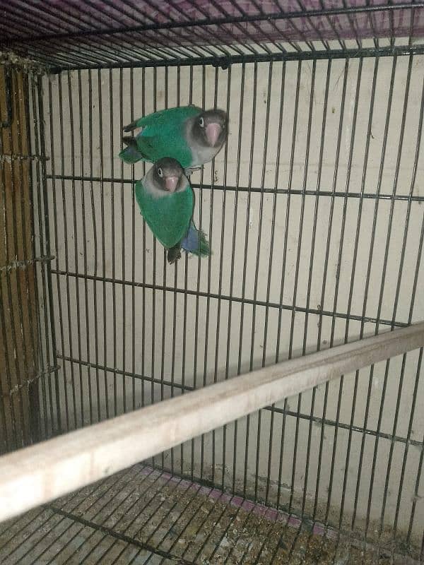 3 PAIRS OF EXPORT QUALITY LOVEBIRDS 15