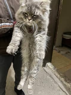 10 month old maine coon- persian crossed