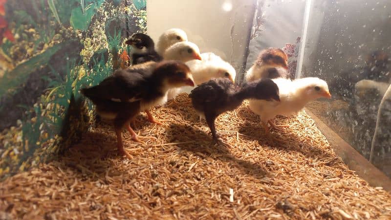 Aseel Chicks 20 days old 8 chicks available 0