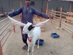 Gulabi bakri urgent sale