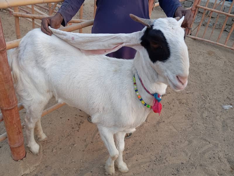 Gulabi bakri urgent sale 1