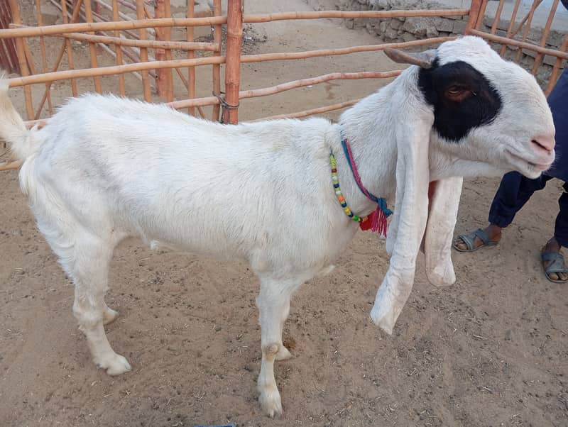 Gulabi bakri urgent sale 2