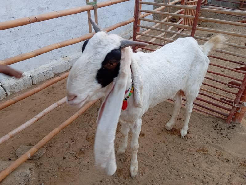 Gulabi bakri urgent sale 3