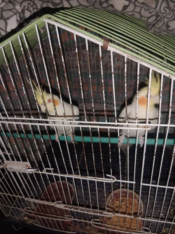 cocktail pair for sale with cage 1