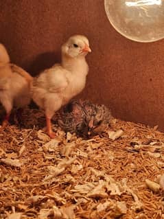 Chicks brooder with W3001 thermostat