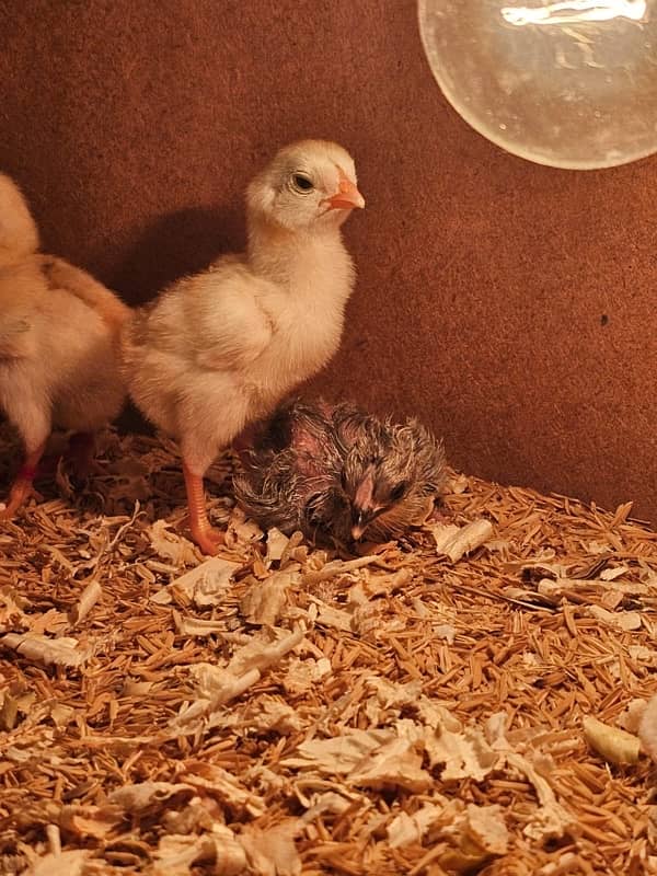 Chicks brooder with W3001 thermostat 0