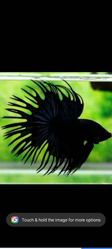 black Betta fish male + blow 0