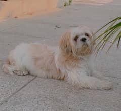 Locating a dog like this, contact if u have/find