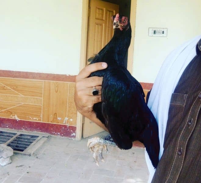 mianwali aseel black madi 3