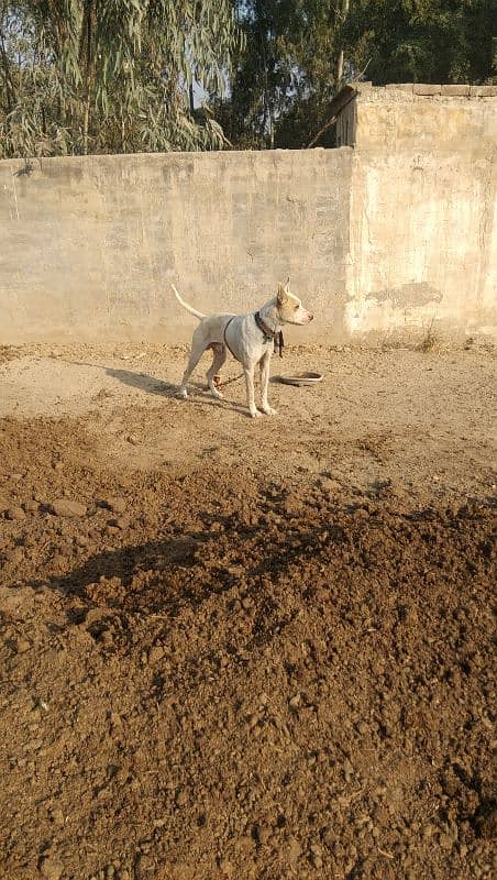 Gultiar dog for sale 2