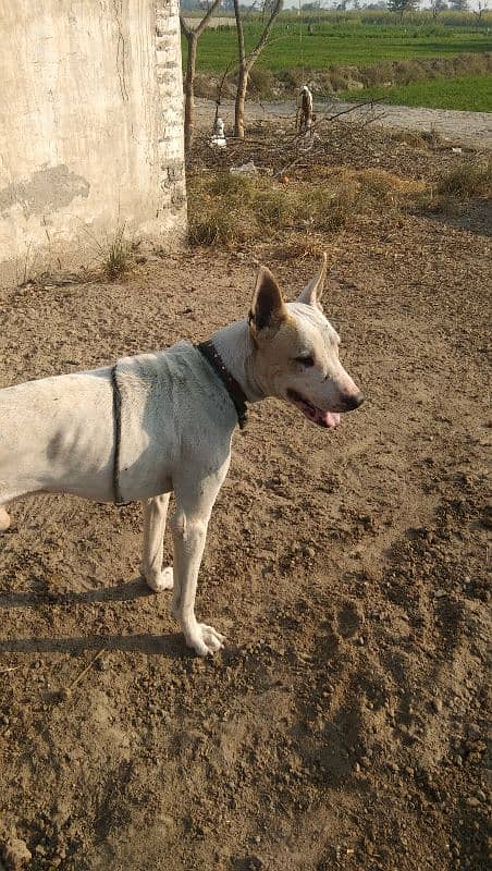 Gultiar dog for sale 3