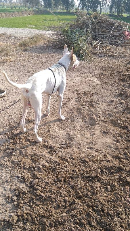 Gultiar dog for sale 4