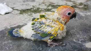 sun conure chicks