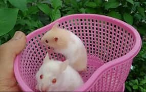 Hamsters