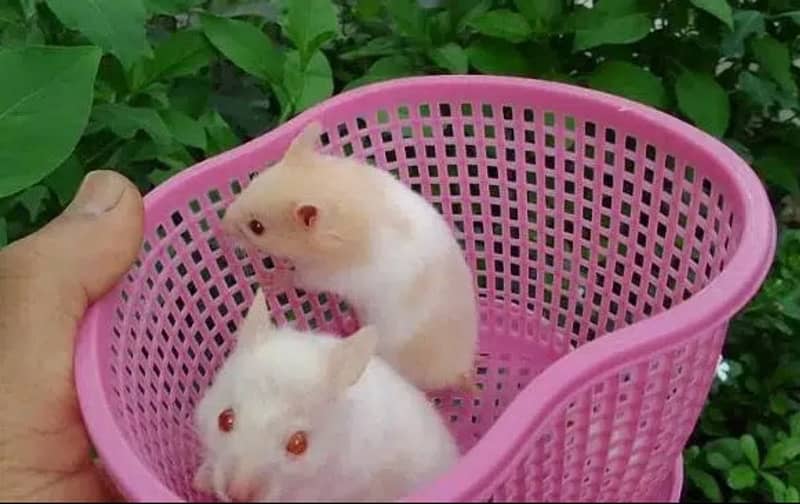 Hamsters 0