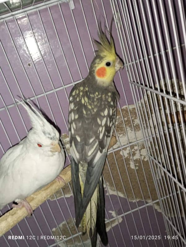 COCKTAIL BREEDER PAIR FOR SELL 0